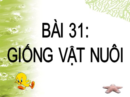 Bài giảng Công nghệ Lớp 7 - Phần 3 - Chương 1 - Bài 31: Giống vật nuôi