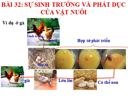 Bài giảng Công nghệ Lớp 7 - Phần 3 - Chương 1 - Bài 32: Sự sinh trưởng và phát dục của vật nuôi