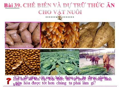 Bài giảng Công nghệ Lớp 7 - Phần 3 - Chương 1 - Bài 39: Chế biến và dự trữ thức ăn cho vật nuôi