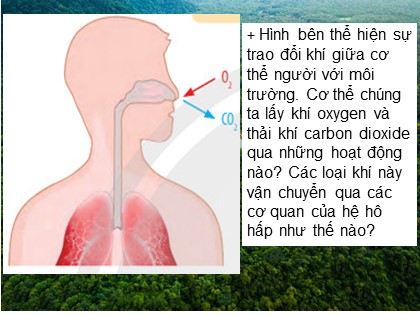 Bài giảng Khoa học tự nhiên Khối 7 Sách Chân trời sáng tạo - Bài 27: Trao đổi khí ở sinh vật