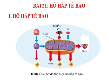 Bài giảng Khoa học tự nhiên Lớp 7 Sách Cánh diều - Bài 21: Hô hâp tế bào