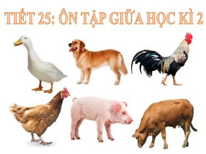 Bài giảng Công nghệ 7 (Kết nối tri thức) - Tiết 25: Ôn tập giữa học kì 2