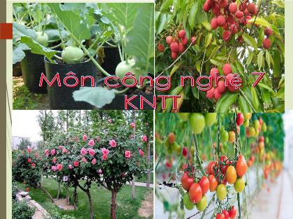 Bài giảng Công nghệ 7 (Kết nối tri thức) - Tiết 4, Bài 3: Gieo trồng, chăm sóc và phòng trừ sâu, bệnh cho cây trồng (tiết 1)