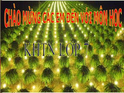 Bài giảng Khoa học tự nhiên 7 (Chân trời sáng tạo) - Bài 24: Thực hành Chứng minh quang hợp ở cây xanh