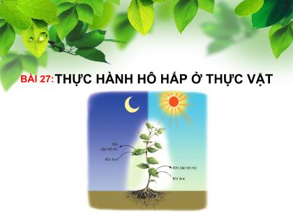 Bài giảng Khoa học tự nhiên 7 (Kết nối tri thức) - Bài 27: Thực hành Hô hấp ở thực vật