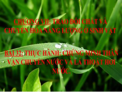 Bài giảng Khoa học tự nhiên 7 (Kết nối tri thức) - Bài 32: Thực hành: Chứng minh thân vận chuyển nước và lá thoát hơi nước