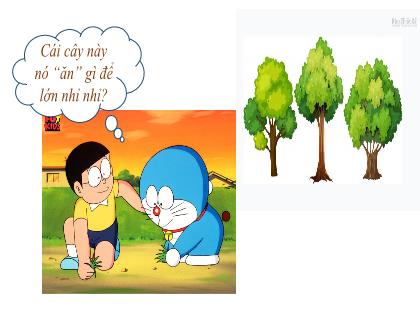 Bài giảng Khoa học tự nhiên 7 (Kết nối tri thức) - Tiết 25, Bài 30: Trao đổi nước và chất dinh dưỡng ở thực vật