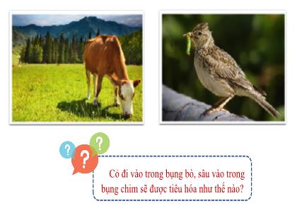 Bài giảng Khoa học tự nhiên 7 (Kết nối tri thức) - Tiết 26, Bài 31: Trao đổi nước và chất dinh dưỡng ở động vật