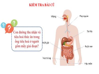 Bài giảng Khoa học tự nhiên 7 (Kết nối tri thức) - Tiết 27, Bài 31: Trao đổi nước và chất dinh dưỡng ở động vật