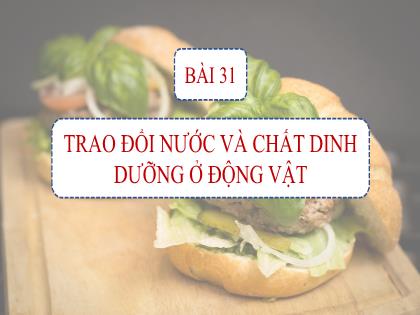 Bài giảng Khoa học tự nhiên 7 (Kết nối tri thức) - Tiết 29, Bài 31: Trao đổi nước và chất dinh dưỡng ở động vật