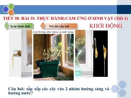 Bài giảng Khoa học tự nhiên 7 (Kết nối tri thức) - Tiết 38, Bài 35: Thực hành: Cảm ứng ở sinh vật (tiết 1)