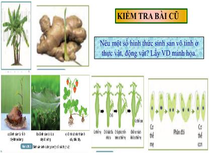 Bài giảng Khoa học tự nhiên 7 (Kết nối tri thức) - Tiết 52, Bài 40: Sinh sản hữu tính ở sinh vật (tiết 1)