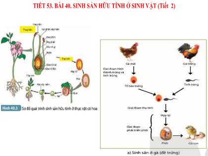 Bài giảng Khoa học tự nhiên 7 (Kết nối tri thức) - Tiết 53, Bài 40: Sinh sản hữu tính ở sinh vật (tiết 2)