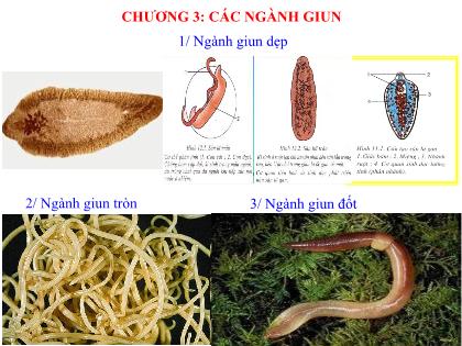 Bài giảng Sinh học 7 - Tiết 11: Sán lá gan