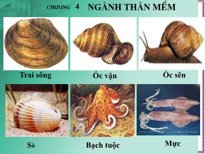 Bài giảng Sinh học 7 - Tiết 15: Trai sông - Năm học 2021-2022