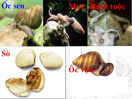 Bài giảng Sinh học 7 - Tiết 16: Một số thân mềm khác. Đặc điểm chung và vai trò của ngành thân mềm