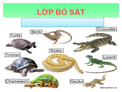 Bài giảng Sinh học 7 - Tiết 32: Thằn lằn bóng đuôi dài