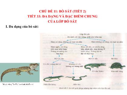 Bài giảng Sinh học 7 - Tiết 33: Đa dạng và đặc điểm chung của lớp bò sát (tiết 2)