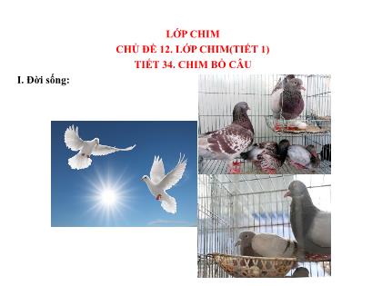 Bài giảng Sinh học 7 - Tiết 34: Chim bồ câu (tiết 1)