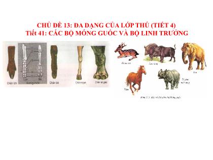 Bài giảng Sinh học 7 - Tiết 41: Các bộ móng guốc và bộ linh trưởng (tiết 4)