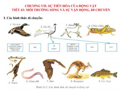 Bài giảng Sinh học 7 - Tiết 43: Môi trường sống và sự vận động, di chuyển
