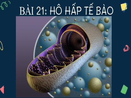 Bài giảng Khoa học tự nhiên 7 (Cánh diều) - Bài 21: Hô hấp tế bào - Trường THCS Tràng Cát
